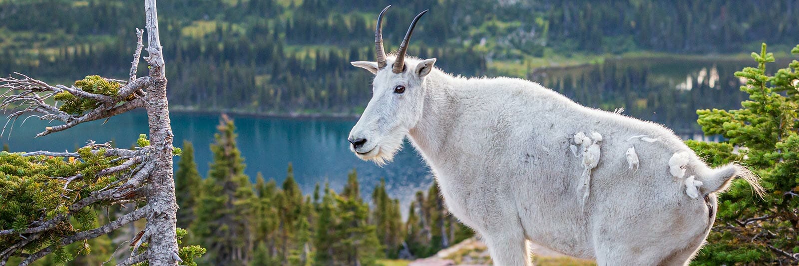 Glacier National Park Mountain Goat