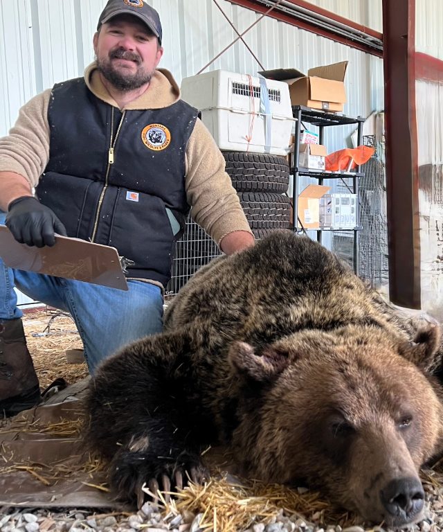 man poses with a grizzly bear in montana
